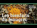 Dcouvrez tous les bienfaits du fenugrec