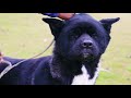 Babri Kennel || American Akita Professional Breeder || Rajakaran Singh ||  Scoobers