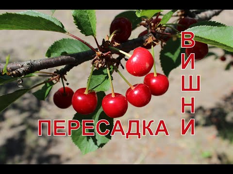 Пересадка вишн
и. Свои саженцы подвои.