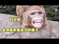 笑得最有感染力的猴子，好治愈！！！｜The most contagious monkey with a smile