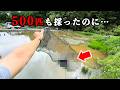 【絶望】ザリガニ500匹駆除した池に罠を仕掛けた結果・・・