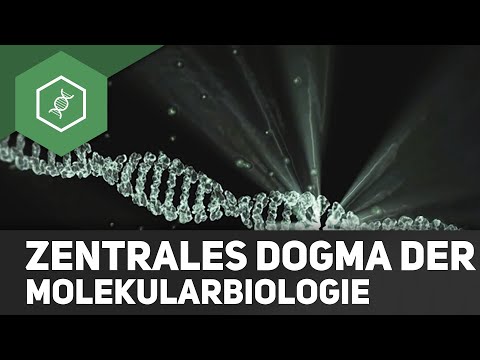 Video: Was ist das zentrale Dogma der Proteinsynthese?