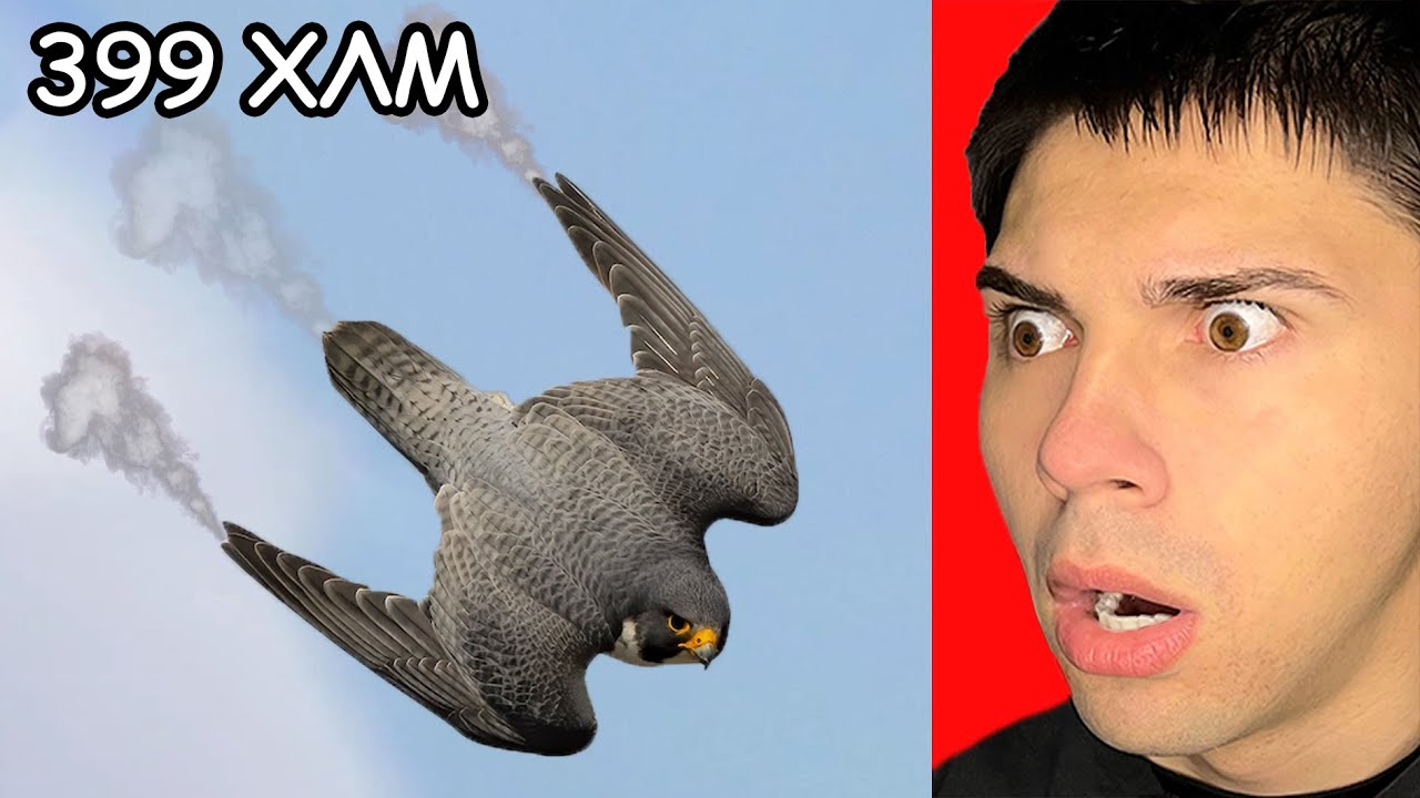 Τα Πιο Γρήγορα Πλάσματα Στην Γη!