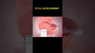 Fetal Development 3d Animation Describe I Fetal Development From Fertilization To Birth I New Video