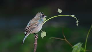 Indigo Bunting  Nonbreeding Male