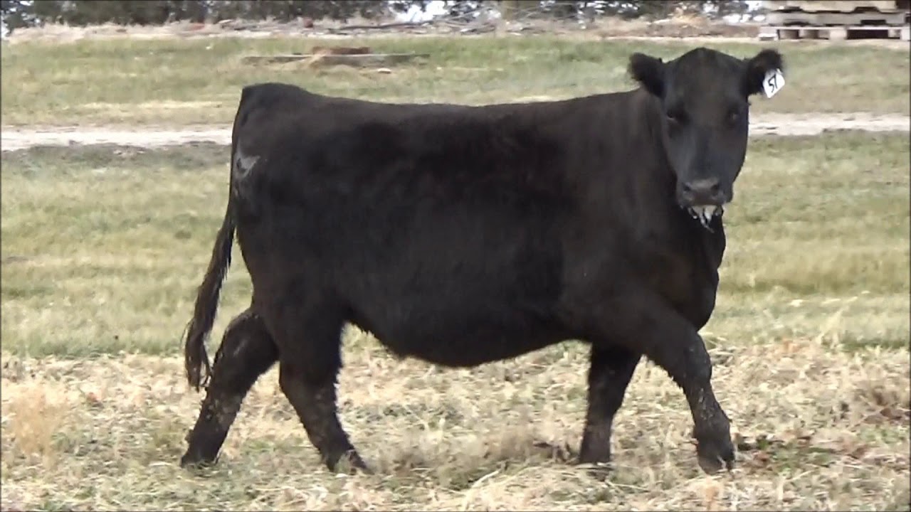 Frost Farms Lot 57 Video