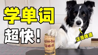 边牧训练教程来啦我是怎么教西卡认零食的西卡船长