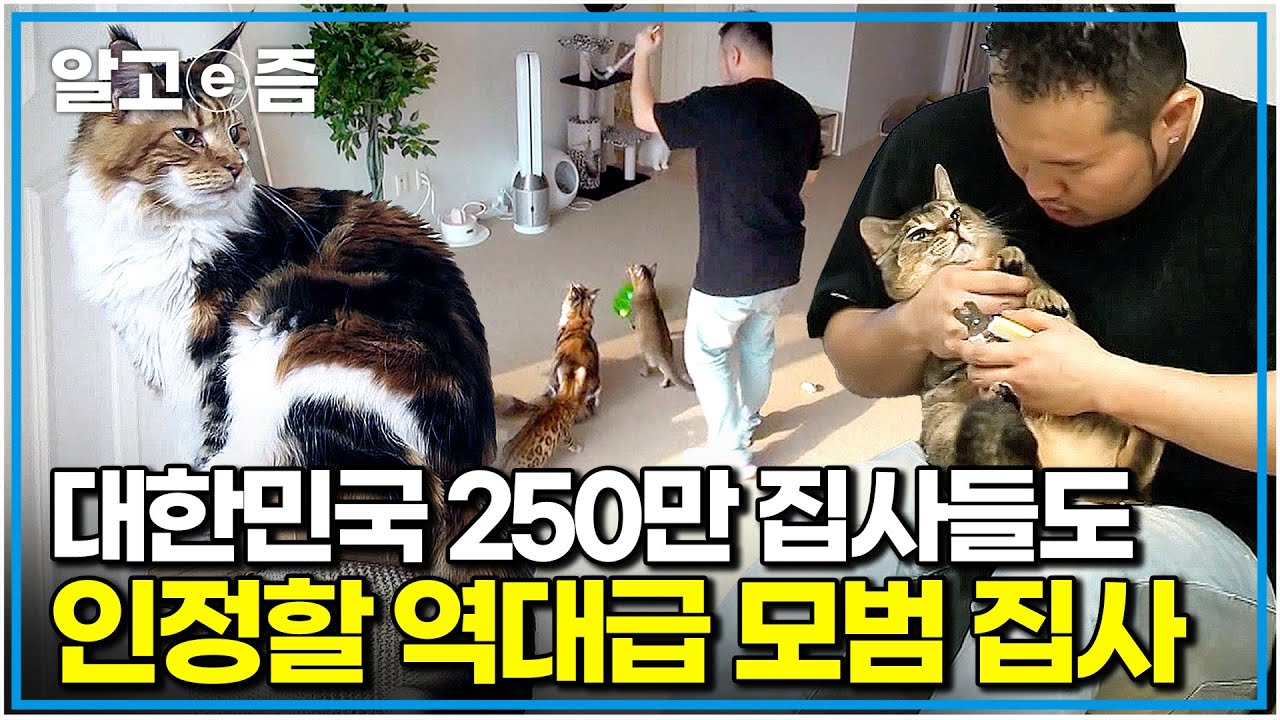 "이 정도면 천국 아니에요?" 냐옹신도 엄지 척👍 이미 완벽하게 돌보지만, 더 행복하게 해주고 싶다는 고양이 대가족 집사｜고양이를 부탁해｜알고e즘