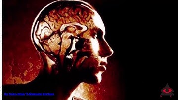 Our brains contain 11 dimensional structures