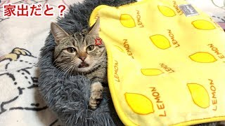 妹が家出してしまい寂しくて朝からいじけてしまった猫ｗ
