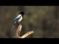 Sroka / Eurasian Magpie / Pica pica - 2016