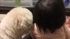 トイプードル ぼん Youtube