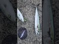 富山湾の青物【闇夜から暴君】タイムリミットはAM5時15分でツバイソポロリで家路に2026年4月23日