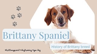 Brittany Spaniel Dogs: Hunting Heritage, Charismatic Companionship, and American Adventure
