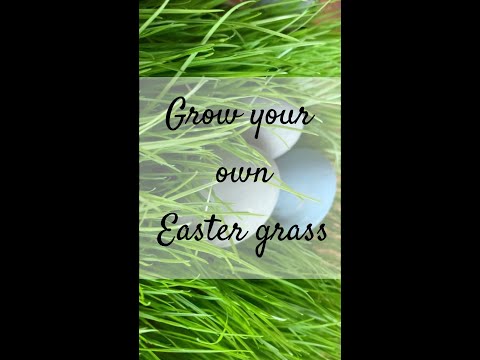 Video: Nápady na přírodní velikonoční trávu – jak si vypěstovat vlastní velikonoční trávu