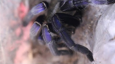 The Bluest Spider in the Hobby with The Deadly Tarantula Girl