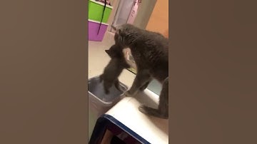 Clumsy cat drops kitten in a bin 😅