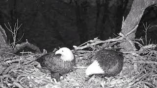 Decorah North Nest | Fly by's and nestorations  ~ 12-22-2018