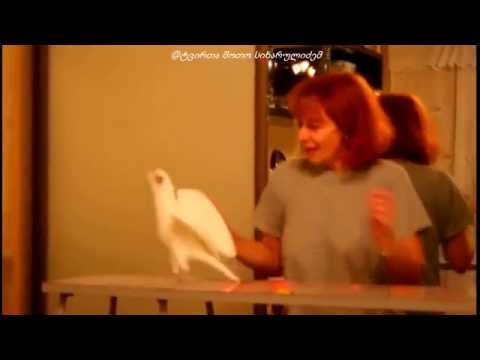 მეტი პოზიტივი ერო - ♥ დილა მშვიდობისა სრულიად საემიგრანტოვ შოთო მაცოცხლებელი თქვენთანაა ♥