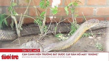Cận cảnh hiện trường bắt được cặp rắn Hổ mây “khủng”