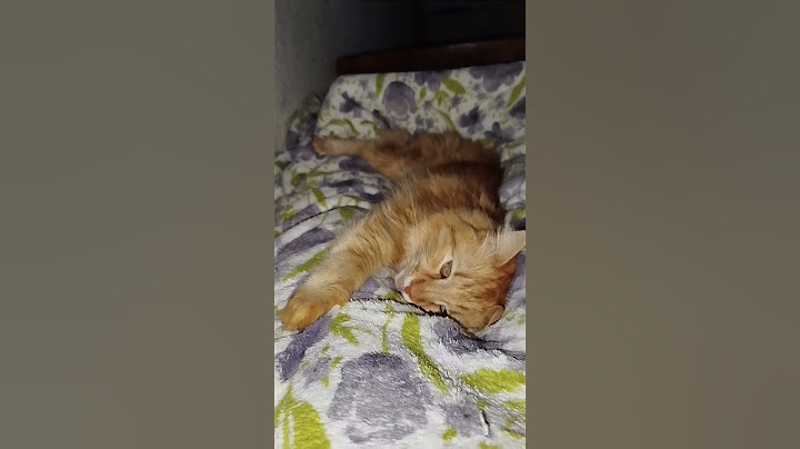 #cat#cutecat#кот#котики#Пират#юмор#смешные#приколы#shorts