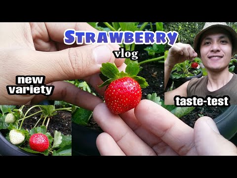 Video: Kalendaryo Ng Pangunahing Gawain Sa Mga Strawberry. Mga Barayti Ng Strawberry