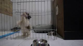 Funny Puppy Crying and Whimper Eating Food