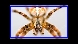 Breaking News | Do sleeping humans really swallow 8 spiders a year?