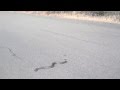 My encounter with a rattlesnake while hiking in Oceanside Ca