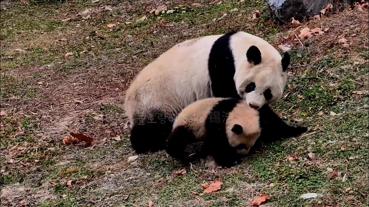 사고뭉치 푸바오 같은 링랑자이... | 1월 28일 링랑네 Panda LingLang