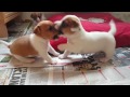 28 Days Old Jack Russell Terrier Puppies