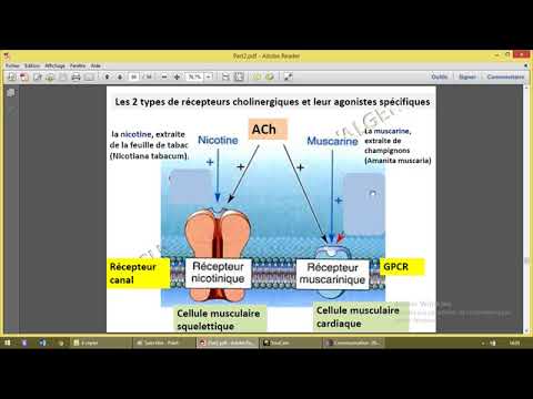 Vidéo: Fonctions Biologiques De L'acide 12 (S) -hydroxyheptadécatriénoïque En Tant Que Ligand Du Récepteur 2 Du Leucotriène B 4