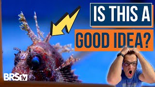 Ready to Add Fish to Your Saltwater Tank? Consider These Tips First! - Ep: 29