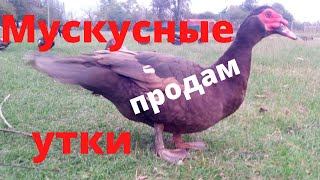 Мускусные утки тяжёлой немецкой линии Отличие от обычных мускусных уток