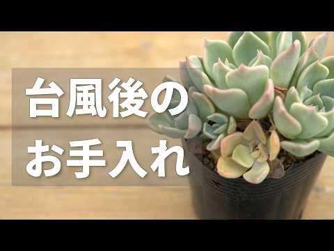 多肉植物 つぶつぶ屋 - YouTube
