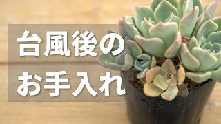 【緊急】避難後の多肉が傷んだ時のお手入れ