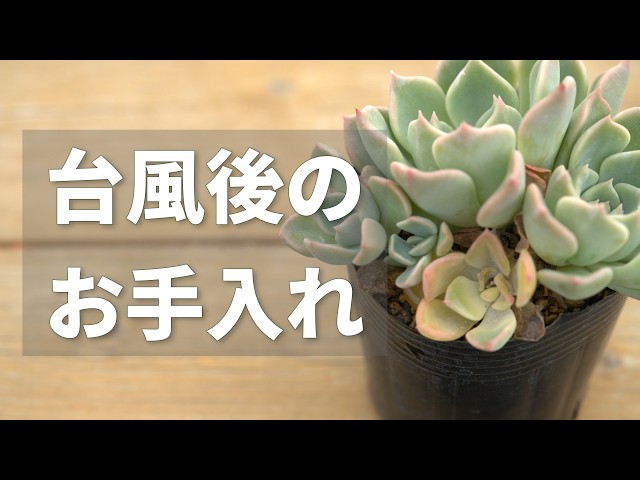 Urgent] How to Care for Succulents That Were Damaged After Being