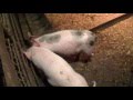 Как и чем кормить свиней для быстрого роста в домашних условиях?