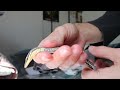 Reptile Unboxing (Kimberley Rock Monitor)