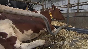 Deep Straw Upgrade: Half Cubicle Mattress