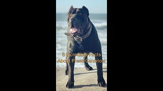 5 Incredible Facts About PRESA CANARIOS! #dog #doglover #presa #mastiff #molosser #guardian by AdventurousNomad 232 views 4 months ago 1 minute, 28 seconds