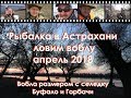 Рыбалка в Астрахани на воблу. Апрель 2018. Вобла размером с селедку, буффало и горбачи!