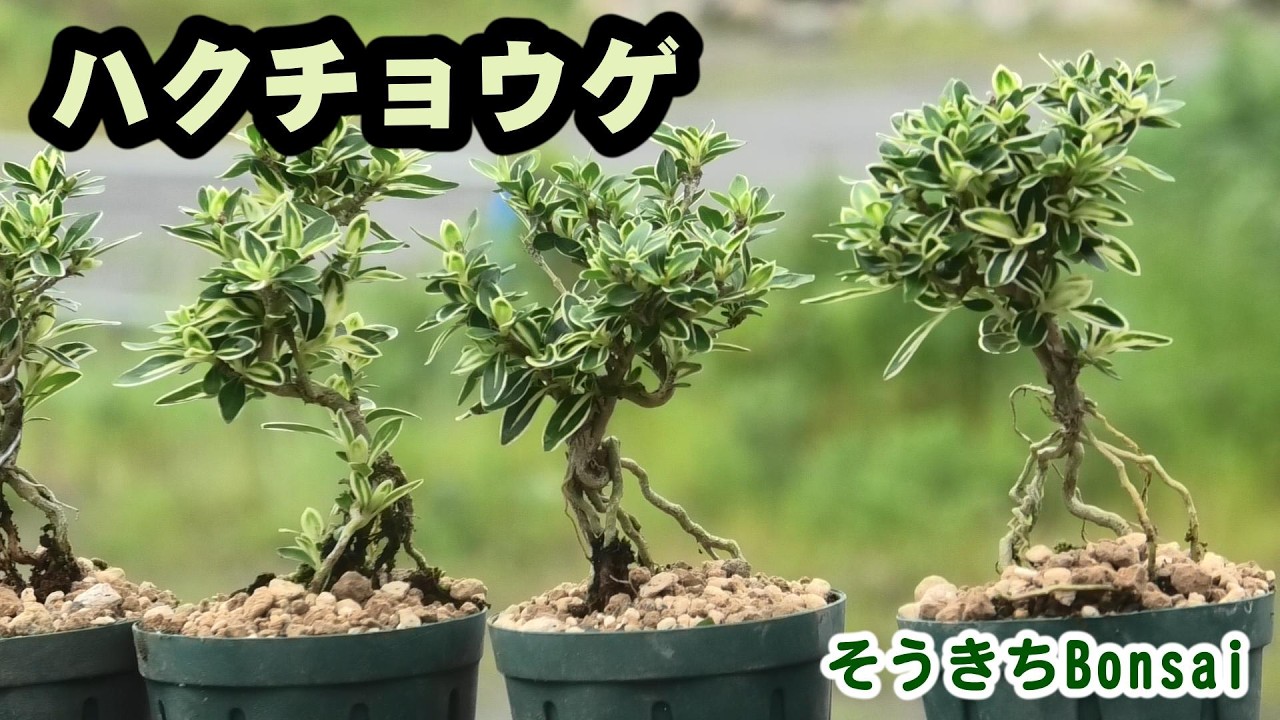 Serissa] Cuttings for Propagation - YouTube