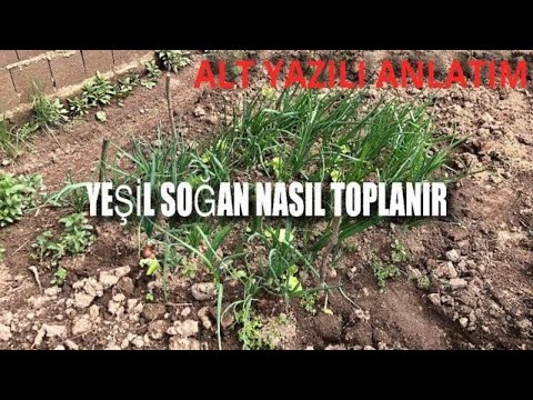 Video: Yeşil Soğan Hasadı: Yeşil Soğan Nasıl ve Ne Zaman Toplanmalı