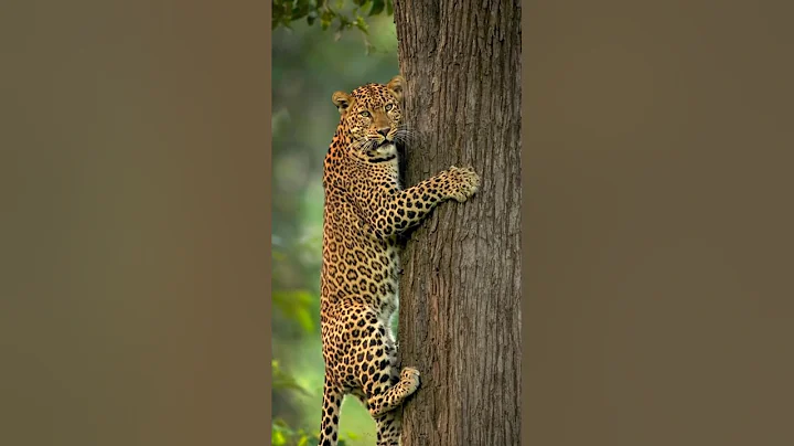 ​🤯 When a Cheetah Climbing on Tree | The Most Dangerous AI Big Cat 🌳 | #shorts #wildlife #nature