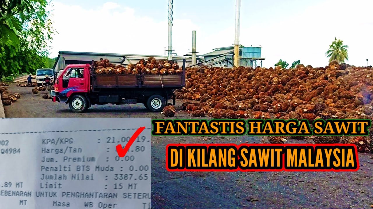 HARGA SAWIT DI MALAYSIA NAIK TERUS || LODING LANGSUNG HANTAR KE KILANG