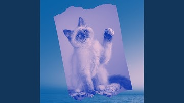 Amazing Music for Lazy Cat Days