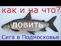 Как и на что ловить Чира, Нельму, Муксуна, в платных водоёмах ПОДМОСКОВЬЯ