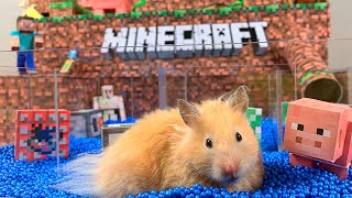 Hamster Minecraft Maze | Pool Minecraft World thumbnail
