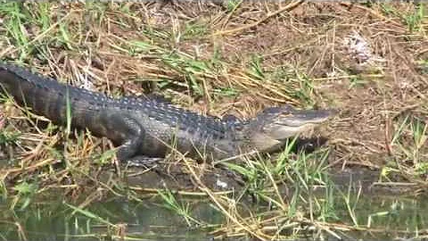 Big ol' Babcock-Webb Wildlife Management Area